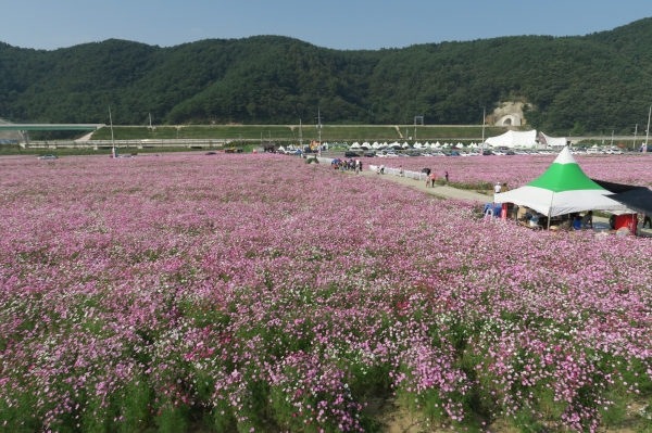 20만㎡의 드넓은 들판을 수놓을 국내 최대 규모의 가을꽃 잔치 제16회 하동 북천 코스모스·메밀꽃축제가 이번 주말 화려한 막을 올린다.